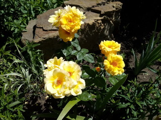 daffodils in the garden