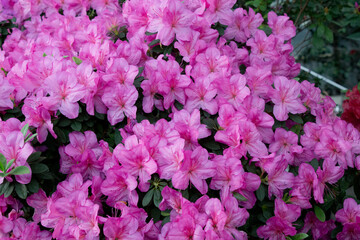Obraz premium Azalea flower blooming on the springtime in park
