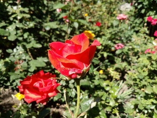 red roses in garden