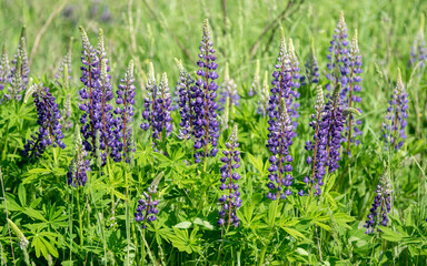 beautiful blue lupines on a green background close up