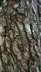 Naklejka premium Texture of tree bark. High resolution.