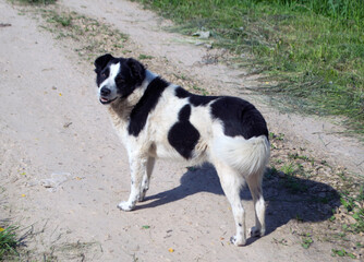 a black-and-white dog stands on the road and turns around