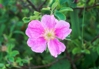 Fototapeta premium bright rose rosehip flower close up