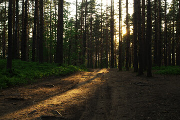 A beautiful forest in spring with a bright sun shining through the trees © Roman