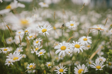 A close up of a flower