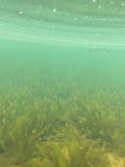 Fototapeta na wymiar Unterwasserfoto mit Algen