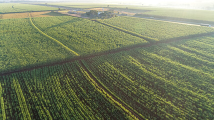 Sugarcane field at sunrise. Aerial view or top view of Sugarcane or agriculture in Brazil.