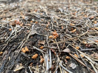 Nahaufnahme eines Holzbrettes mit Nadeln