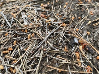 Nahaufnahme eines Holzbrettes mit Nadeln