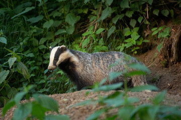 European badger, meles meles, near your burrow. Badger family play in the forest. Badger offspring outside the burrow.