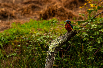 Kingfisher