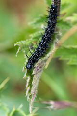 Peaccock butterfly (Aglais io) caterpillar eating common nettles (Urtica dioica)