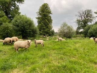 Schafe stehen auf der Weide