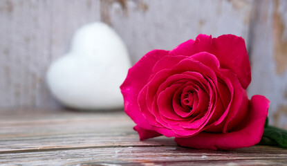 Pink crimson rose bud on a wooden backgroundand whith white heart