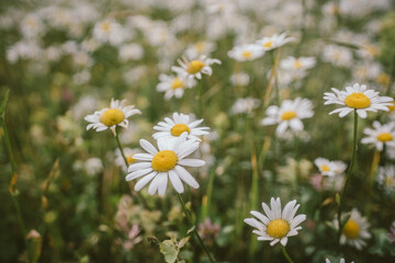 A close up of a flower