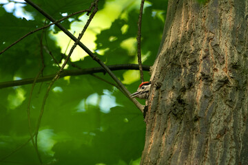 great spotted woodpecker, dendrocopos major, feeds its young. Caring woodpecker take care offspring. Live in the forest.