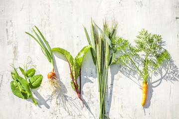 batanica vegetables, on paper a young fresh crop of beets and carrots, leeks, ears of bread, green peas.on white vintage wooden background. Summer farmer in the village. The study of plants. Top View