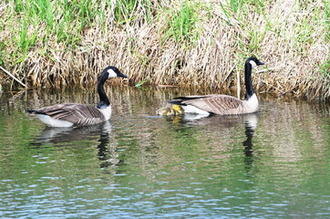Obraz premium Gosling and Geese