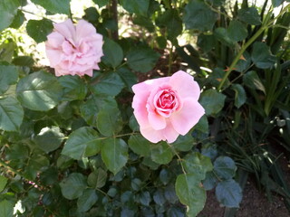 pink roses in a garden