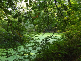 swamp in the woods