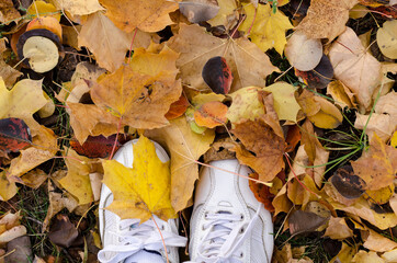 White sport shoes in autumn leaves. Fall season background