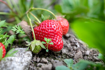 close up of strawberries from the field