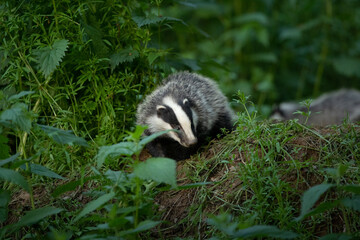 Obraz premium European badger, meles meles, near your burrow. Badger family play in the forest. Badger offspring outside the burrow.
