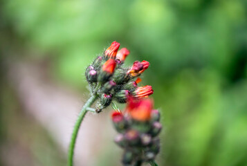 Orange Hawkweed flower or Pilosella aurantiaca