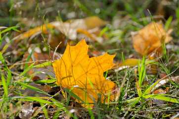 Yellow maple leaves background. Bright fallen leaves on the ground on a warm sunny autumnal day.