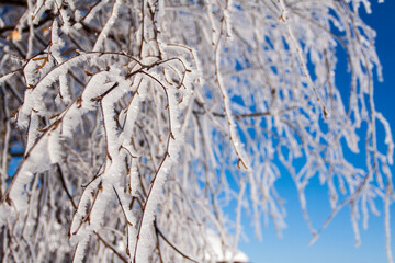 Frosty ice snow on branches of tree and grass