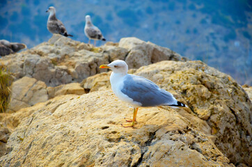 Seagull bird standing feet on sea beach. Close up view of white gray bird seagull sitting in sea rock beach. Wild seagull natural blue sea background. Seagull bird animal portrait sunlight & mountain