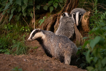 European badger, meles meles, near your burrow. Badger family play in the forest. Badger offspring outside the burrow.