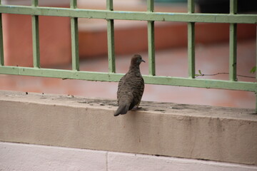Obraz premium dove pigeon on the fence