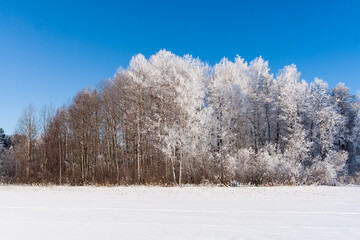 Snowy field with traces, trees at winter