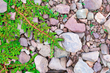 Beautiful textured rock wall with green plants growing over the stones