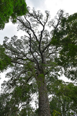 The Big Tree on the Garden Route,  Eastern Cape, South Africa