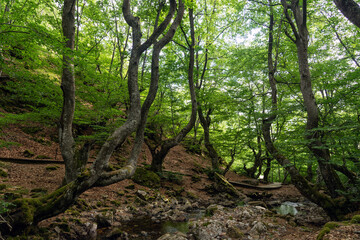 Faedo de Ciñera beech forest in sring with the wooden walkway, Leon, Spain.