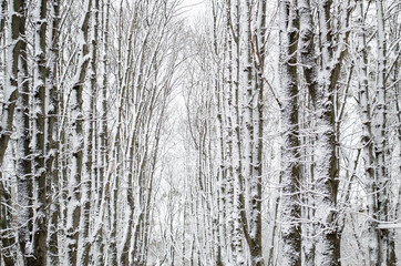 Winter forest. Snow covered trees in the forest.