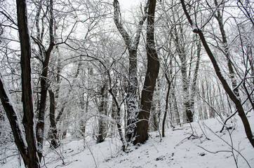 Winter forest. Snow covered trees in the forest.