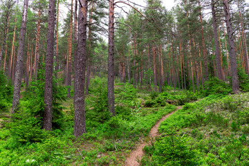 Naklejka premium Panorama of a mixed forest at autumn sunny day/ Autumn Forest