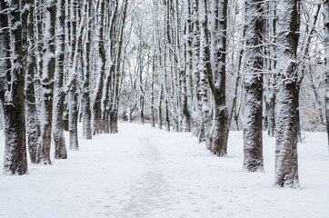 Fototapeta premium Winter forest. Snow covered trees in the forest.