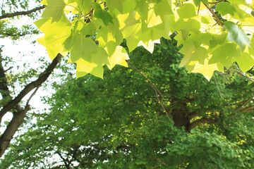 新緑のユリノキの葉