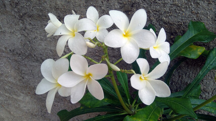 white and yellow flowers