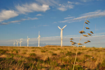 wind turbines in the field