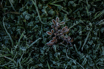 Close up blades of grass covered in frost on cold winter morning