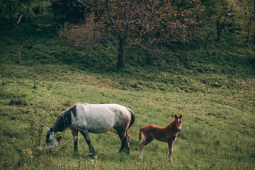 Naklejka na ściany i meble A couple of brown horses standing on top of a lush green field