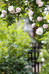 romantischer Rosengarten