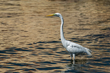 Closeup of a great white heron Ardea Cinerea