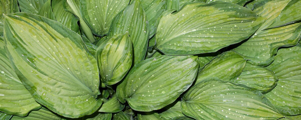 Panoramic image. The dew on the leaves hosta. A plant for a summer garden.