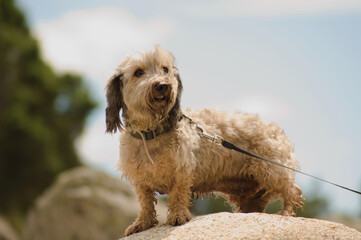 Portrait of an adorable and lovely dog